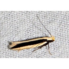 /filer/webapps/moths/media/images/S/stasiarcha_Schizovalva_A_Braun_01.jpg