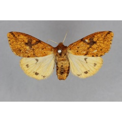 /filer/webapps/moths/media/images/M/melanodisca_Pericaliella_ST_BMNH_02.jpg