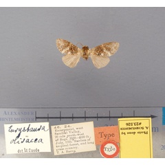 /filer/webapps/moths/media/images/O/olivacea-Eurystauridia-23526-LT-Uganda.jpg
