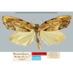 /filer/webapps/moths/media/images/M/mimetica_Mimulosia_HT_MNHN.jpg