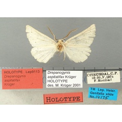 /filer/webapps/moths/media/images/A/aspitatifax_Drepanogynis_HT_TMSA.jpg