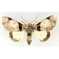 /filer/webapps/moths/media/images/M/magnifica_Amblyprora_AM_TMSA_02.jpg