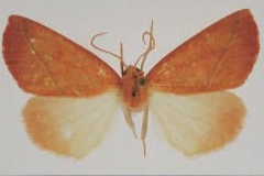Terpnostola rwandana