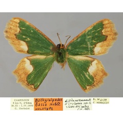 /filer/webapps/moths/media/images/B/bassa_Bathycolpodes_HT_ZSM_01.jpg