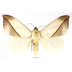 /filer/webapps/moths/media/images/L/leucochiton_Hypopyra_AF_Basquin_02.jpg