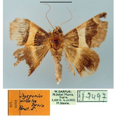 /filer/webapps/moths/media/images/O/orbata_Dysgonia_PT_MSNM.jpg