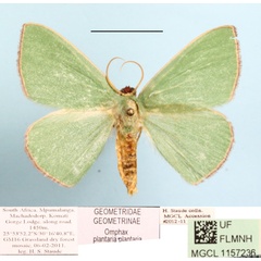 /filer/webapps/moths/media/images/P/plantaria_Omphax_A_MGCLa_01.JPG