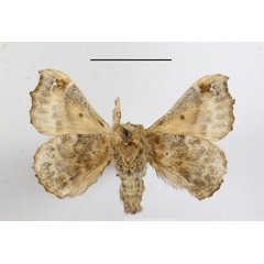 /filer/webapps/moths/media/images/O/ochraceipeinnis_Racinoa_A_MGCLb_01.JPG