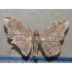 /filer/webapps/moths/media/images/L/lumma_Taviodes_A_Goffa_02_vvzQfSv.jpg