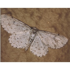 /filer/webapps/moths/media/images/P/proximaria_Colocleora_A_Roland_05_2.jpg
