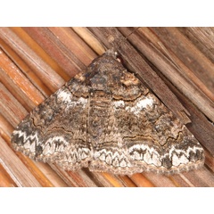 /filer/webapps/moths/media/images/A/atrifusa_Pericyma_A_Heyns_08.JPG
