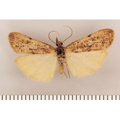 /filer/webapps/moths/media/images/I/intermedia_Pasteosia_PTM_TMSA_02.jpg