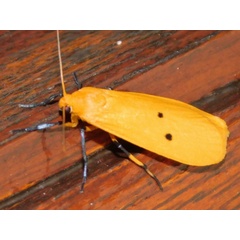 /filer/webapps/moths/media/images/Q/quadrinotata_Pseudocragia_A_Grobler_01.jpg
