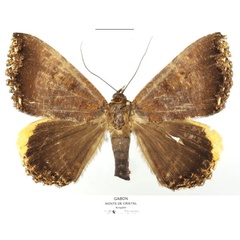 /filer/webapps/moths/media/images/F/flexuosa_Leptamma_AF_Basquin.jpg