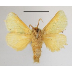 /filer/webapps/moths/media/images/P/prasina_Taeda_A_MGCLb_01.JPG