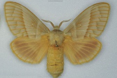 Bombycopsis venosa