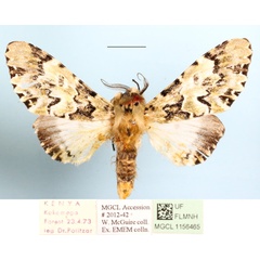 /filer/webapps/moths/media/images/S/schausi_Thiacidas_AM_MGCLa_01.jpg