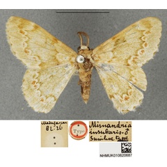 /filer/webapps/moths/media/images/I/insularis_Mimandria_STM_BMNH.jpg