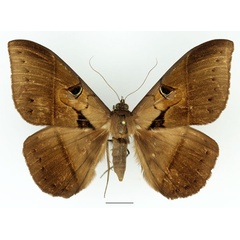 /filer/webapps/moths/media/images/J/joa_Cyligramma_A_Basquin_04.jpg