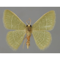 /filer/webapps/moths/media/images/A/attenuata_Chlorissa_A_ZSM_01.jpg