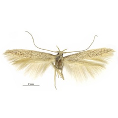 /filer/webapps/moths/media/images/K/kenyaensis_Coleophora_HT_Baldizzone.jpg