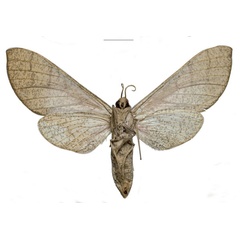 /filer/webapps/moths/media/images/W/witti_Neoclanis_PTF_ZSM_01b.jpg