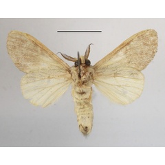 /filer/webapps/moths/media/images/V/vernalis_Desmeocraera_A_MGCLb_01.JPG