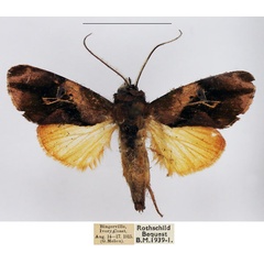 /filer/webapps/moths/media/images/G/gamma_Aiteta_AM_NHMUK.jpg