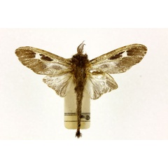 /filer/webapps/moths/media/images/A/angulatus_Oiketicus_A_RMCA.jpg