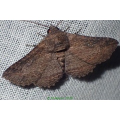 /filer/webapps/moths/media/images/M/mendax_Pericyma_A_Bippus_02.jpg