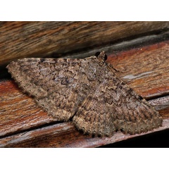 /filer/webapps/moths/media/images/U/umbricola_Polydesma_A_Mazzei_03.jpg