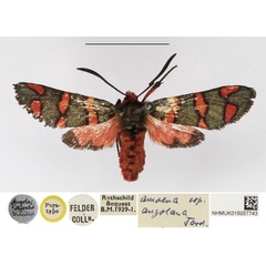 /filer/webapps/moths/media/images/A/angolana_Arniocera_PT_NHMUK.jpg