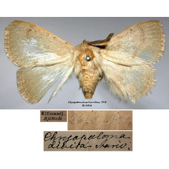 /filer/webapps/moths/media/images/D/divisa_Chrysopoloma_HT_SNHMa.jpg
