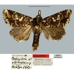 /filer/webapps/moths/media/images/A/altitudinis_Madeuplexia_HT_MNHN.jpg