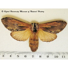 /filer/webapps/moths/media/images/T/truncatum_Braura_A_OUMNH.jpg