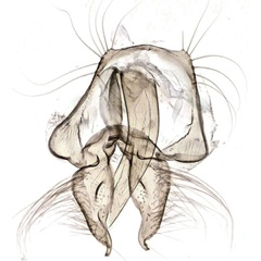 /filer/webapps/moths/media/images/A/auromarginea_Simpligena_GMHT_NHMO.jpg