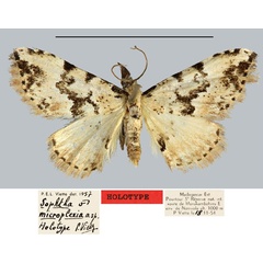 /filer/webapps/moths/media/images/M/microplexia_Sophta_HT_MNHN.jpg