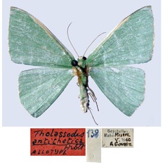 /filer/webapps/moths/media/images/A/antithetica_Thalassodes_AT_MNHN_01.jpg