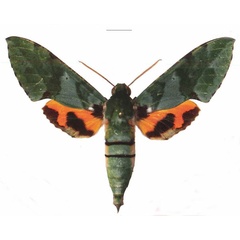 /filer/webapps/moths/media/images/M/megaera_Euchloron_AM_EMEMa.jpg