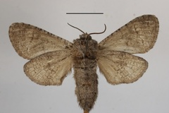 Mirocossus kibwezi