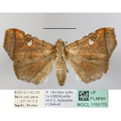 /filer/webapps/moths/media/images/P/penetrata_Episparis_A_MGCLa_01.JPG