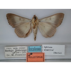 /filer/webapps/moths/media/images/M/mimetica_Ophiusa_HT_RMCA_02.jpg