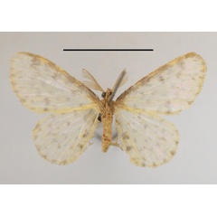 /filer/webapps/moths/media/images/P/parvistictus_Blaboplutodes_A_MGCLb_01.JPG