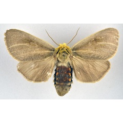 /filer/webapps/moths/media/images/S/simplex_Antheua_AF_NHMO.jpg