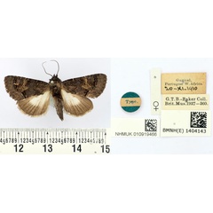 /filer/webapps/moths/media/images/M/melanophaes_Aedia_HT_BMNH.jpg