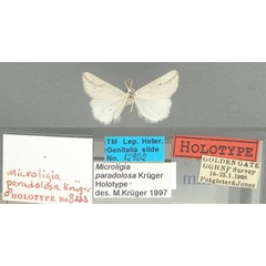 /filer/webapps/moths/media/images/P/paradolosa_Microligia_HT_TMSA.jpg