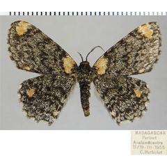 /filer/webapps/moths/media/images/C/coryphocycla_Hypomecis_AF_ZSM.jpg