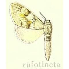 /filer/webapps/moths/media/images/R/rufotincta_Aclonophlebia_HT_Hering_26c.jpg