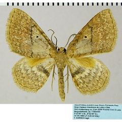 /filer/webapps/moths/media/images/F/fernandi_Asthenotricha_AM_ZSMa.jpg