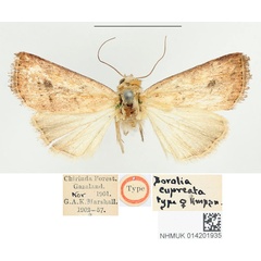 /filer/webapps/moths/media/images/C/cupreata_Borolia_HT_BMNH.jpg